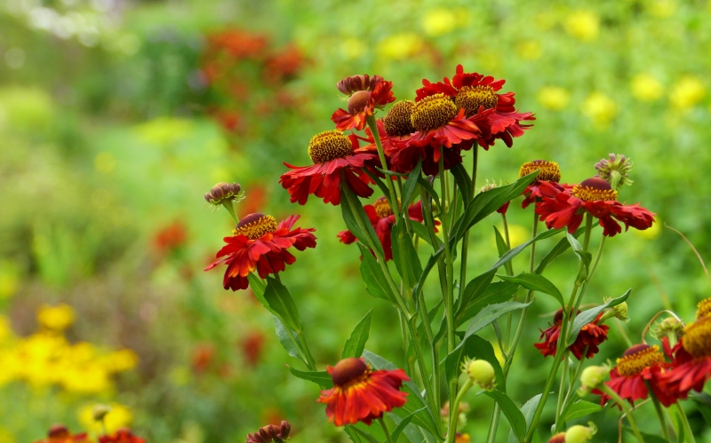 Bridge Nursery